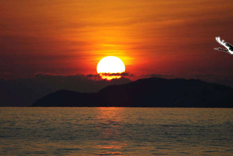 太阳 日落 海鸥 大海