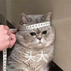 萌宠 猫咪 猫 喵星人 头大 蒙圈