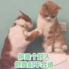 萌宠 喵星人 你是个好人 但我们不合适 淘气 搞怪