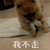 萌宠 汪星人 我不走 撒娇 搞怪 逗