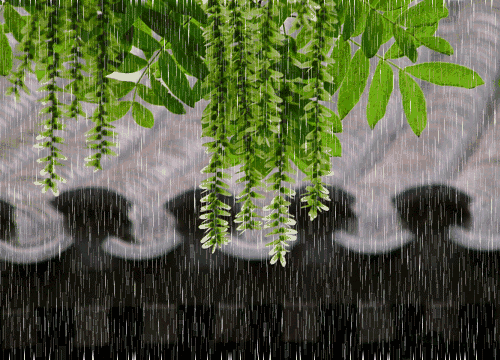下雨 春季 树枝 绿叶