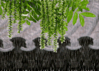 下雨 春季 树枝 绿叶