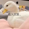 萌宠 鸭子 陷入沉思 开心 搞怪 呆萌