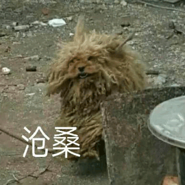 狗 滄桑