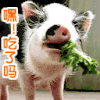 吃了吗 猪 食物 呆萌
