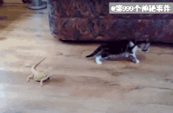 小猫 跳起 惊吓 逃跑