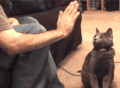 击掌 猫咪 宠物