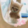 橘猫 小可爱