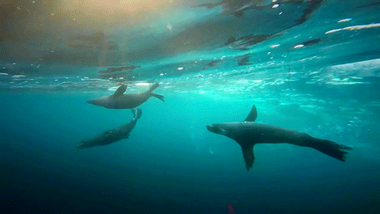 海鱼 捕食 攻击 游动 阳光 自然 海洋 ocean nature