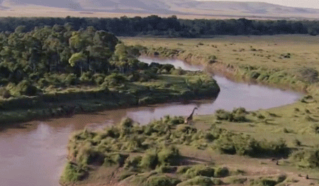 长颈鹿 河流 风景 自然 美的 giraffe