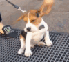 比格犬 萌宠 可爱 大耳朵 汪星人 动物