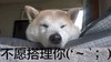 小狗 可爱 困了 不愿搭理你