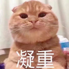 萌宠 猫星人 凝重 无奈 呆萌 可爱