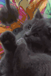 小猫 可爱 玩耍 调皮