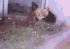 鸡 足球 会玩 厉害 牛逼 哈哈