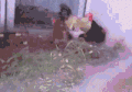 鸡 足球 会玩 厉害 牛逼 哈哈