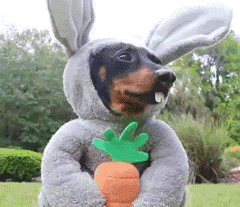 狗狗 兔子装扮 啃个萝卜 可爱