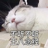 萌宠 喵星人 不听不听 王八念经 搞怪 逗