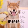 萌宠 汪星人 略略略 吐舌头 呆萌 可爱