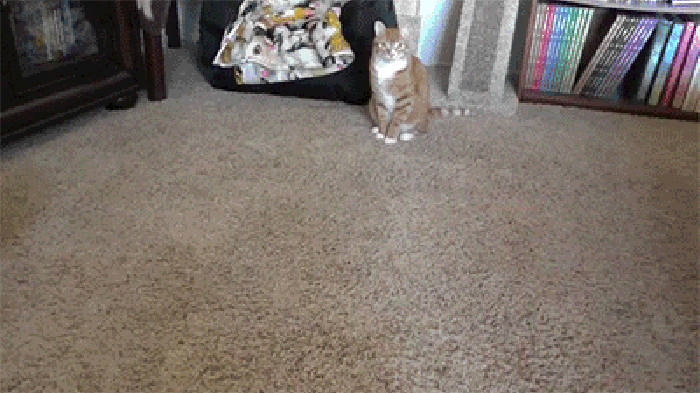 小猫 动态 玩耍 动图