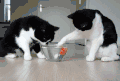 猫 喵星人 宠物 萌 可爱
