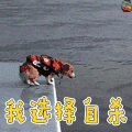 柯基 我选择自杀 soogif