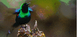 嚎叫 尼罗河-终极大河 煤山雀 纪录片 鸟类动物