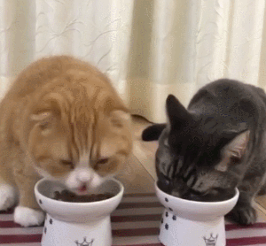 猫咪 吃东西 美味 可爱