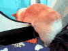 猫咪 喵星人 胖乎乎 搞笑 可爱 爬行