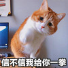 萌宠 猫星人 信不信我给你一拳 歪头 搞怪 逗