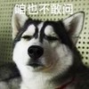 萌宠 汪星人 咱也不敢说 咱也不敢问 憨憨 呆萌