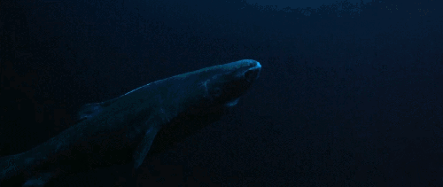 BBC:鲨鱼 动物 格陵兰鲨鱼 科普 鲨鱼