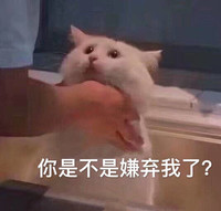 萌宠 喵星人 你是不是嫌弃我了 委屈 呆萌 可爱