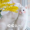 萌宠 猫星人 摸摸头 安慰 搞怪 呆萌
