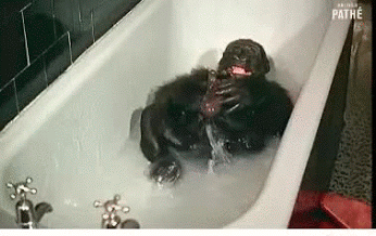猴子 沐浴