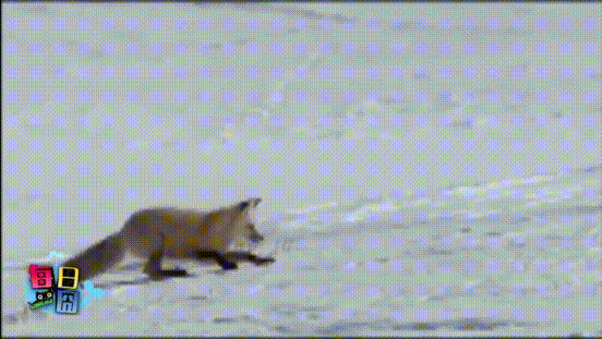 狐狸 雪地 钻进雪里 捕食