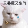 萌宠 猫星人 有委屈又生气 流泪 呆萌 可爱