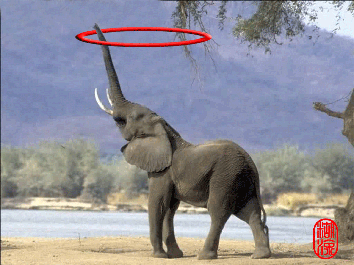 大象 呼啦圈 搞笑 PS