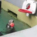 萌宠 海豹 投篮 可爱