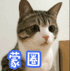 懵逼 蒙圈 猫