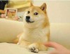 柴犬 搞笑 逗比 可爱