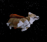 柯基 超人狗 撞击 搞笑 corgi
