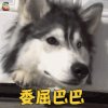 萌宠 狗 委屈巴巴 伤心 soogif soogif出品