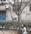小狗 二哈 爬树 猫咪
