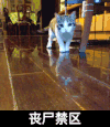恐怖 雷人 这是什么地方 丧尸禁区