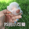 小猪 睡觉 萌宠 我的小可爱