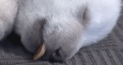 可爱的 动物 睡觉 幼兽 北极熊 小北极熊 舌头