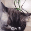 动态图 萌宠 喵星人 猫咪 搞怪
