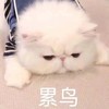 萌宠 喵星人 我好累 歇一会儿 呆萌 可爱