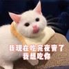 萌宠 喵星人 我现在吃完夜宵了 我想吃你 搞怪 呆萌